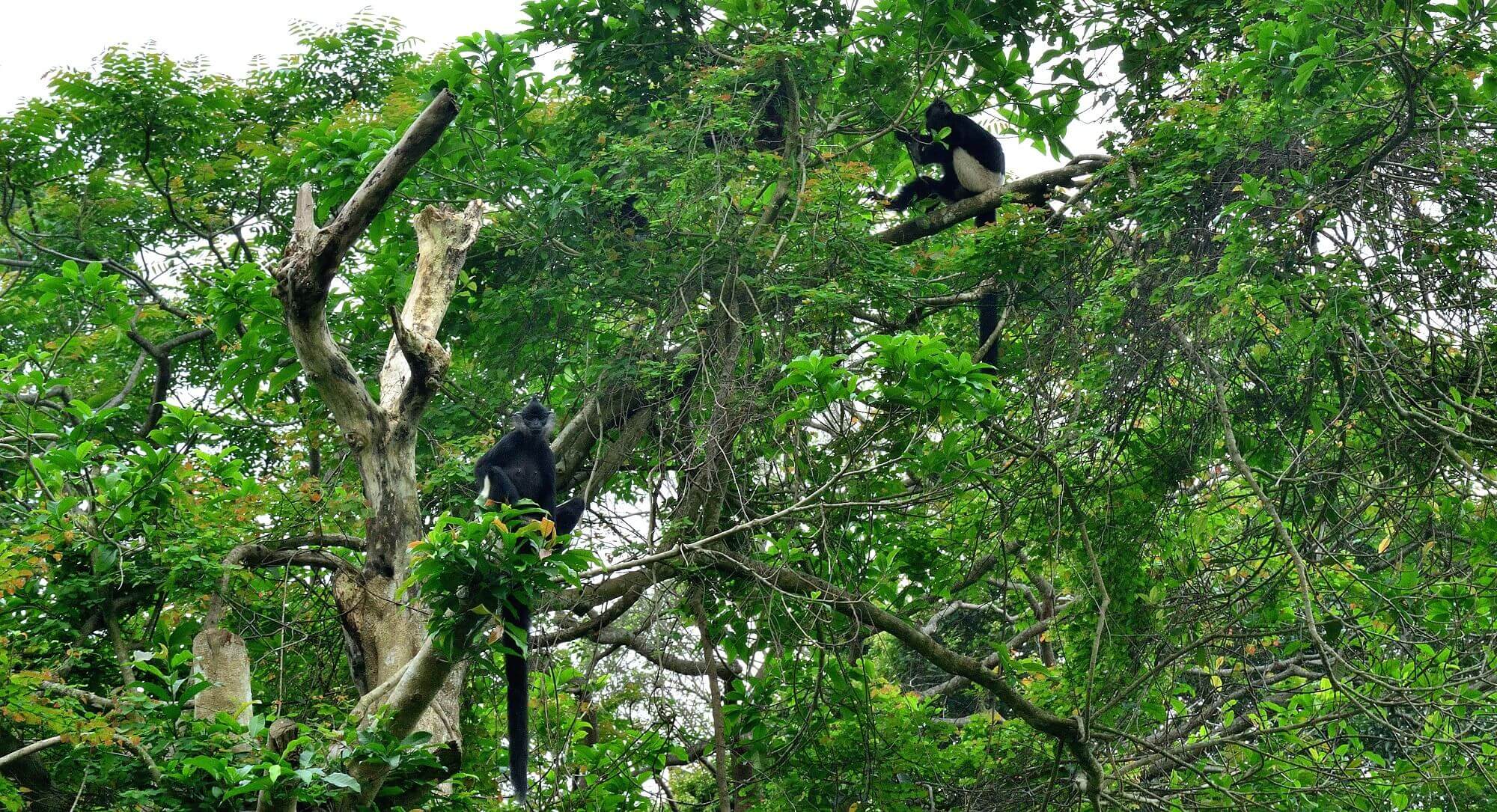 Vietnam Jungle Escape in 15 Days – National Park/Hoi An/ Halong Bay