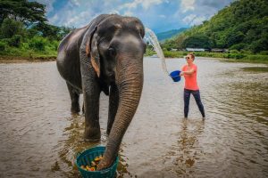 Chiang Mai Elephant Sanctuary- top 10 best places to visit in Thailand - Prestigo Asia