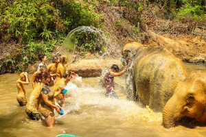 elephant jungle sanctuary mud bathing