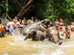 elephant sanctuary experience in thailand